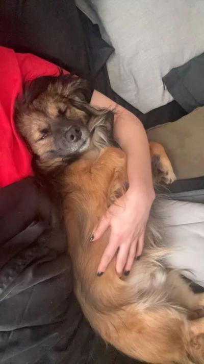 Nikki the dog sleeping in a person's lap with that person's hand holding her