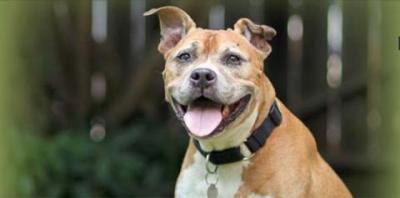 Smiling tan dog with tongue sticking out