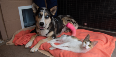 A dog an cat sitting on a blanket looking into the camera