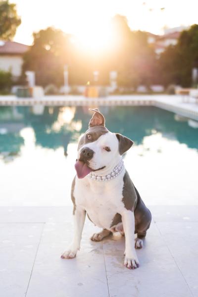 Pearl the dog wearing a fancy collar in front of a swimming pool