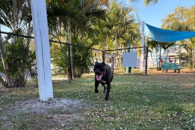 Eli the dog running in a fenced yard