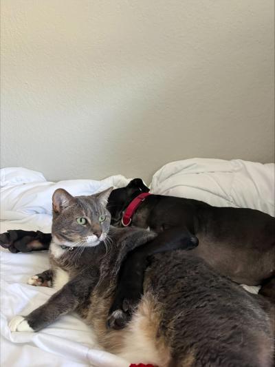 Eli the dog sleeping with his paw around Loki the cat