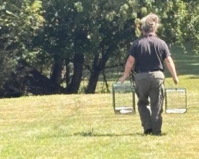 Community cat trapper holding two live traps outside on some grass