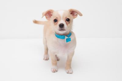 Tan and white Chihuahua-type puppy wearing a blue collar on white background