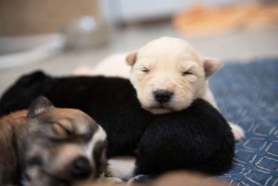 Litter of puppies sleeping, including one white one whose face is on top of a black puppy