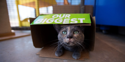 A cat sitting in a small box that has the words &#039;OUR BIGGEST&quot; printed on the top