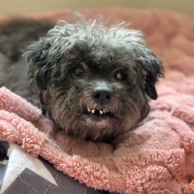 Sassy the dog on a blanket