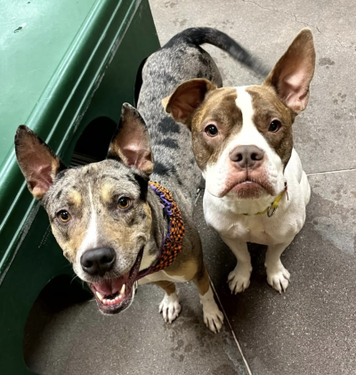 Selene and Rory, two dogs from Hearts Alive Village