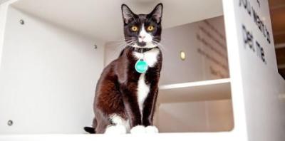 Black and white cat sitting in a white box