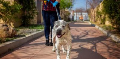 Volunteer taking a shelter pet for a walk