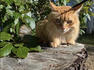 Orange cat outside on a wood stump beside plants