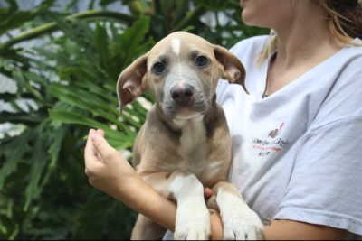 Person holding a puppy in their arms