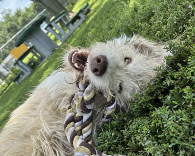 Fluffy dog lying upside-down on grass with a toy in his mouth