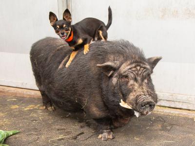 Timon the small dog on the back of Pumba the pig