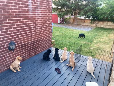 The litter of puppies on a deck looking at their mama dog, Earth who is out in the lawn