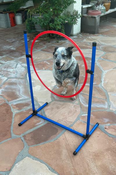 Zorro the dog jumping through an agility hoop
