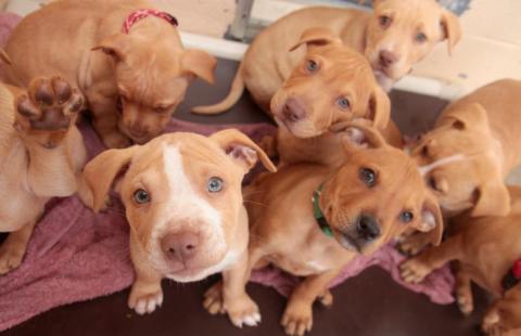 California Pitbulls And Parolees Adoption Site Discount Local Pitbull