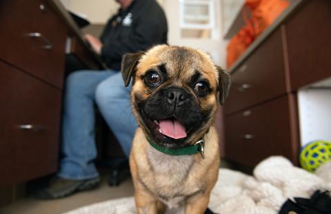 Cute-pug-adoption-