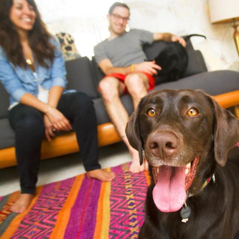 Happy dog in a living room with two people
