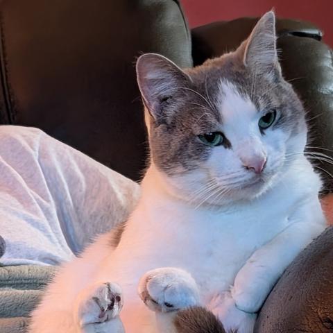 Gus the cat