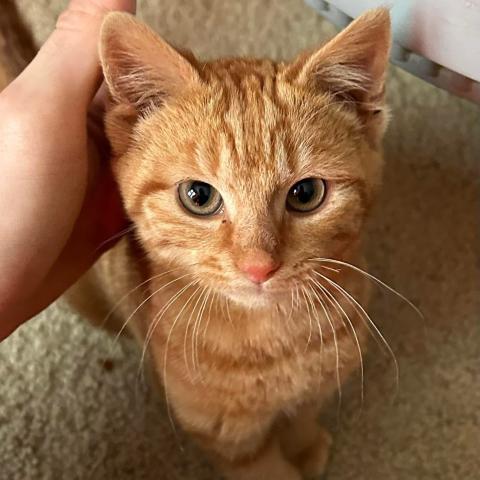 Pumpkin the cat