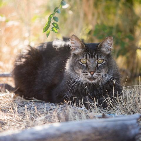 Brown tabby with ear-tipped ear lying outside on some dried grass in a shadow
