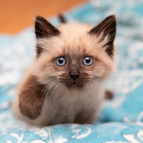 Tiny fuzzy kitten on blue blanket