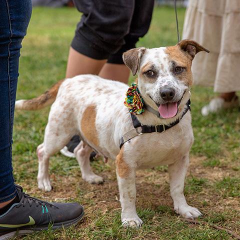 Small brown and white dog smiling with tongue out outside at NKLA Super Adoption event