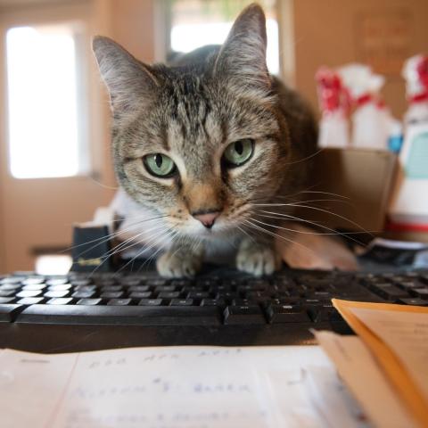 Tabby Cat on top of Keyboard