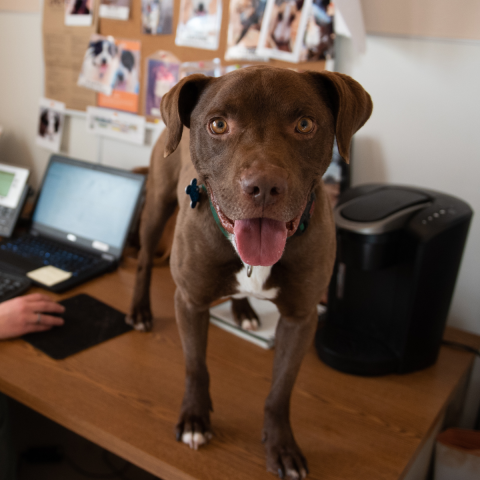 Brown dog standing on desk in front of computer