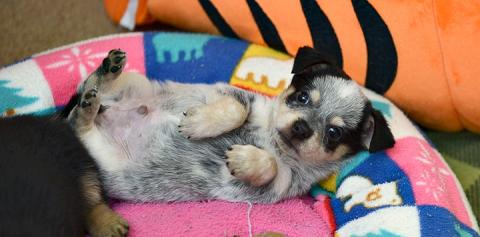 Puppy Protocol: Puppy Admission Illness Prevention