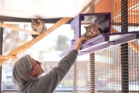 meta description image