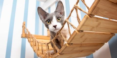 White and gray kitty on cat bridge hanging on wall