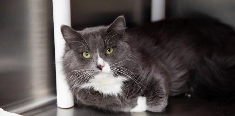 Dark gray and white cat lying in metal crate