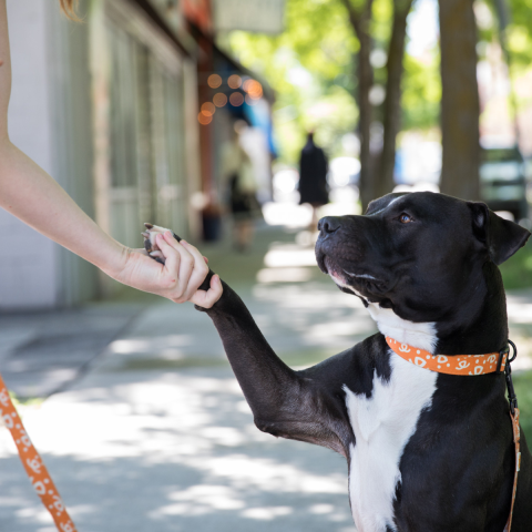 Black and white dog in an orange collar shaking hands with a white female hand