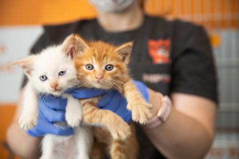 person holding up two kittens 