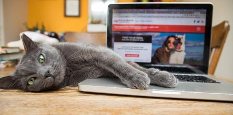 Gray cat lying next to computer