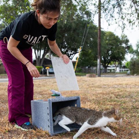 Woman releasing a grey and white cat from a cat trap
