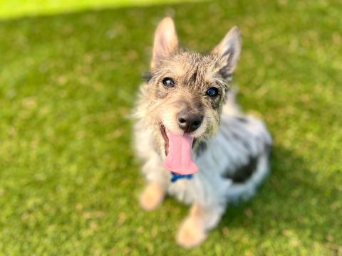 meta description image