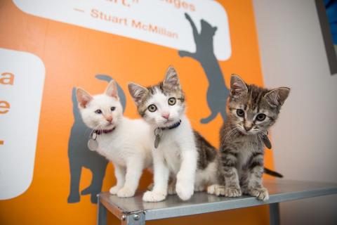 meta description image