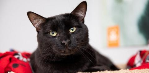 Black cat lying on red blanket