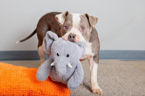 meta description image