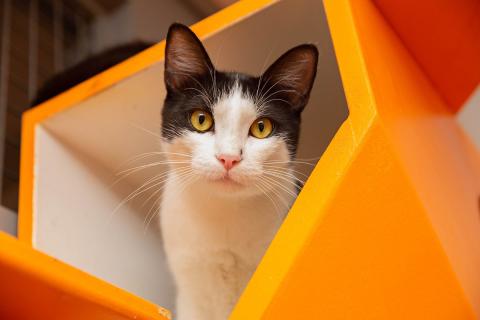 meta description image