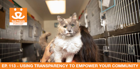 cat in a shelter on a person's shoulder