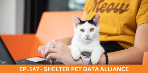 A white cat sitting on the lap of someone using a laptop