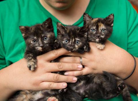 meta description image