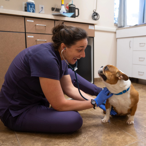 Female doctor sitting on the floor with a dog and using a stethoscope