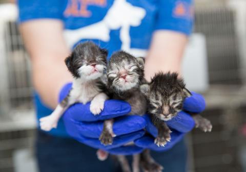 meta description image