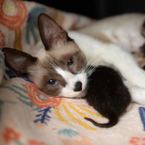 White and brown mother cat with litter of cats around her