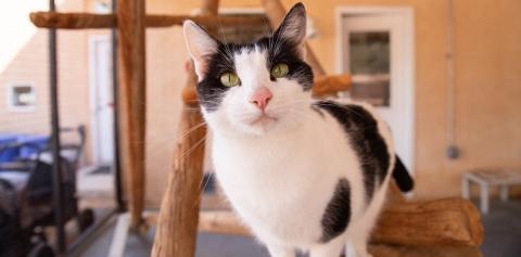 Black and white cat on cat tree looking at camera